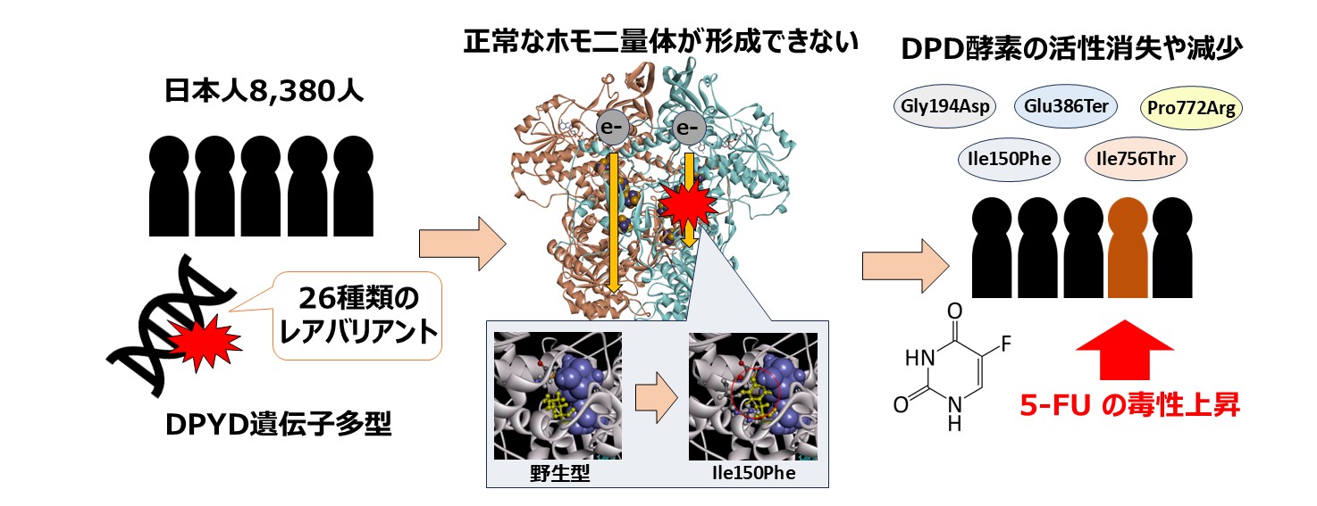 DPYD_DMD_説明図.jpg